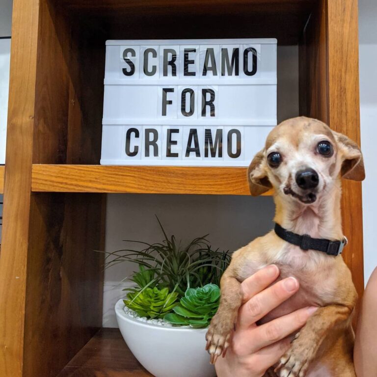 a dog infront of a "Screamo for Creamo" sign