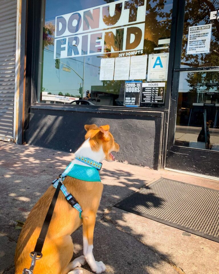a dog waiting for his owner outside donut friend
