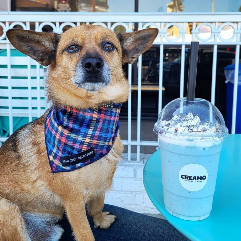 A dog next to a Paramoero shake